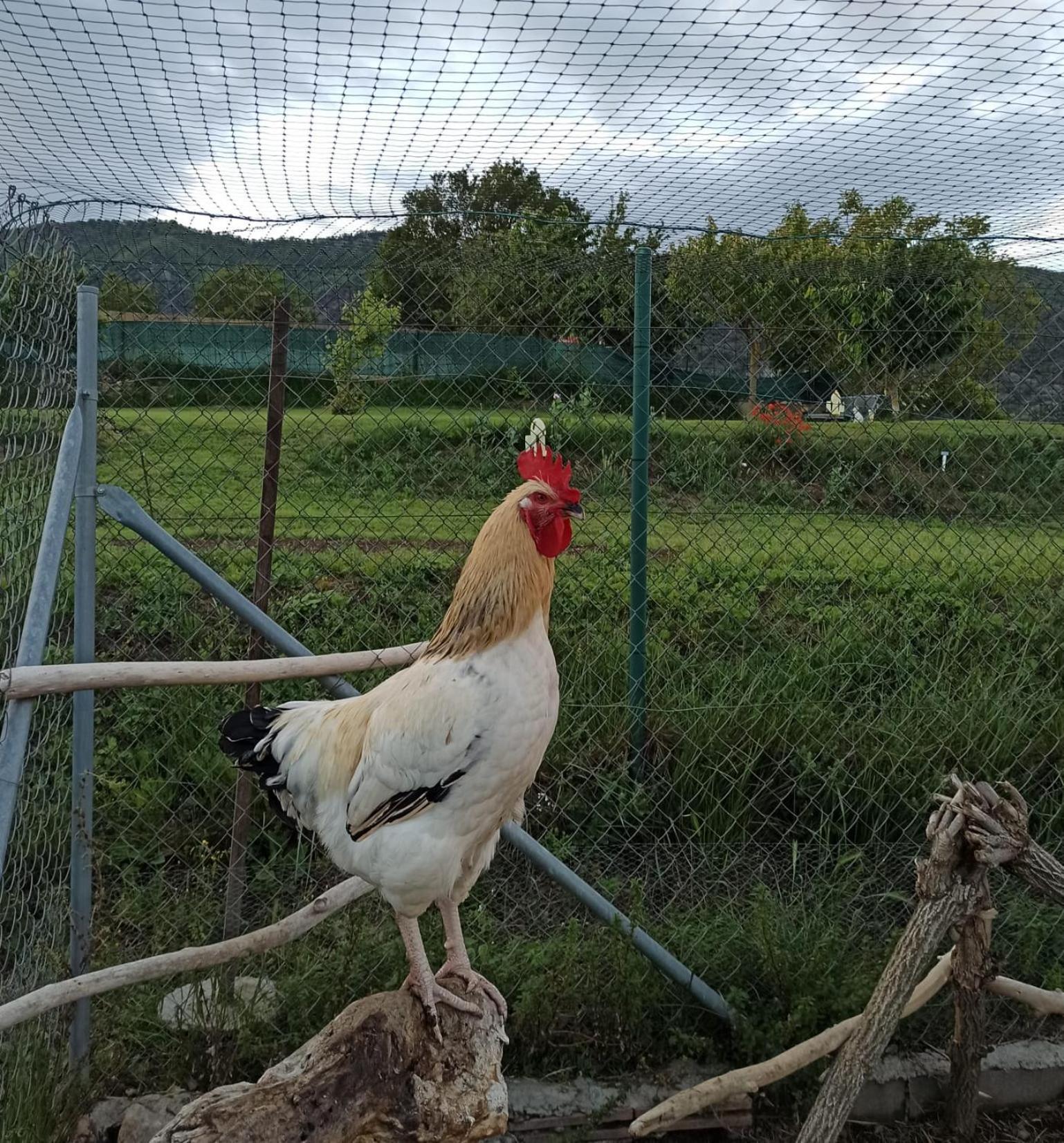 Alojamiento Compartido Cantroncxic San Pedro de Torelló Zewnętrze zdjęcie